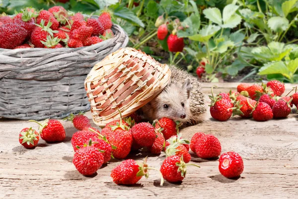 A curious hedgehog turned over the basket of strawberries on a wooden walkway. On background full basket and bushes of strawberries — Stock Photo, Image