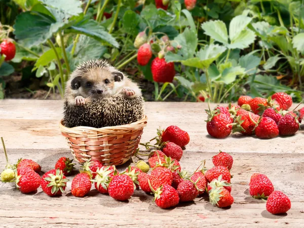 The young hedgehog  (Atelerix albiventris) sits in a basket next to the strawberries in the garden — Stock Photo, Image