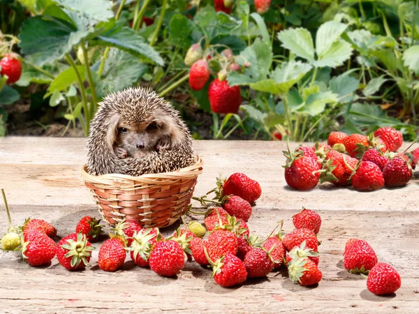 Le jeune hérisson (Atelerix albiventris) est monté dans le panier à côté des fraises dans le jardin — Photo