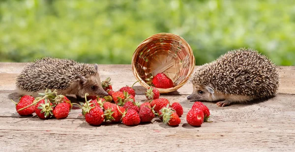 Två unga igelkottar (Atelerix albiventris) nära välte korgen av jordgubbar ser på varandra på en bakgrund av grönt bladverk — Stockfoto