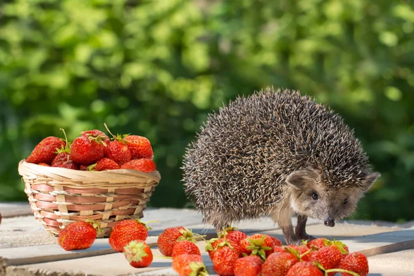 Jeune hérisson, se tient près du panier en osier avec fraise sur fond de feuilles vertes . — Photo