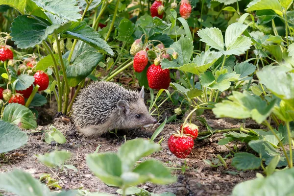 好奇心旺盛の若いハリネズミ ハムシの庭でイチゴの茂み — ストック写真