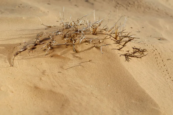 Lizard toadhead agama (Phrynocephalus guttatus) dans les dunes de sable le soir. Concentration sélective . — Photo