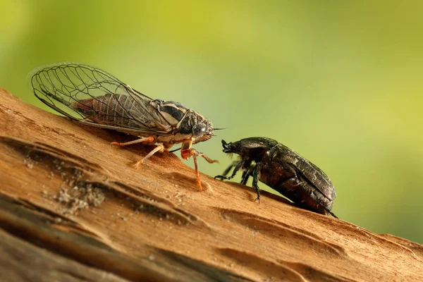 Cicada Euryphara and Rose chafer on a twig looks at each other on green background. — Stock Photo, Image