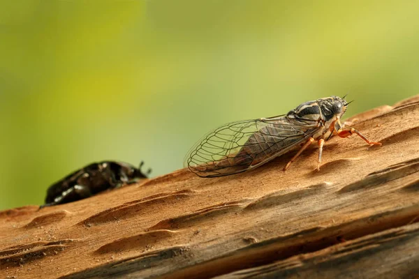 Cicada Euryphara, known as european Cicada, crawling on the trunk of a tree. Rose chafer (cetonia aurata) on background. — Stock Photo, Image