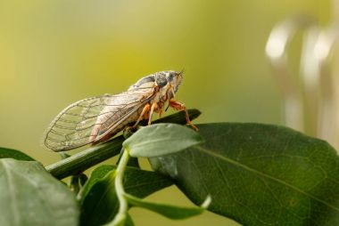 Cicada Euryphara,  known as european Cicada, sitting on a twig with a green background.  clipart