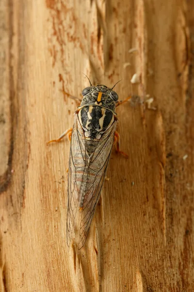 Closeup cicada Euryphara, known as european Cicada, crawling on the tree bark. Top view. — Stock Photo, Image