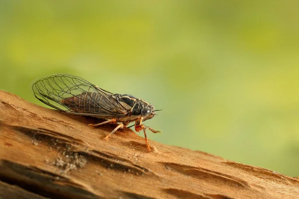 Cicada Euryphara,  known as european Cicada, moving up on a twig with a green background.Garden's pest. — Stock Photo, Image