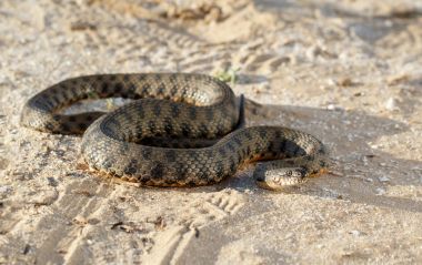 Yılan, Natrix tessellata, volga Nehri yakınında bozkır kum üzerinde tarama olarak bilinen 