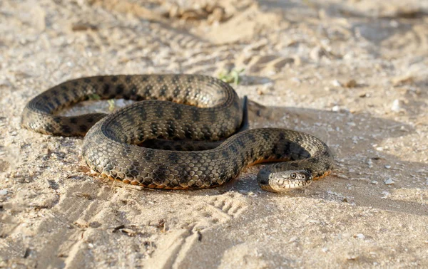 Yılan, Natrix tessellata, volga Nehri yakınında bozkır kum üzerinde tarama olarak bilinen 