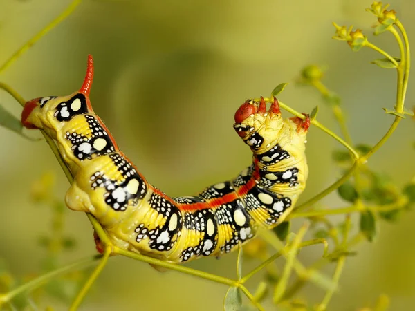 Oruga de cerca de la polilla halcón de purga come la planta Euphorbia stepposa —  Fotos de Stock