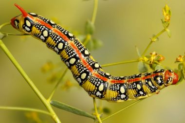 Closeup caterpillar Spurge hawk bitki Euphorbia stepposa bükme güve (Hyles euphorbiae). Caterpillar uyarı rengi vardır