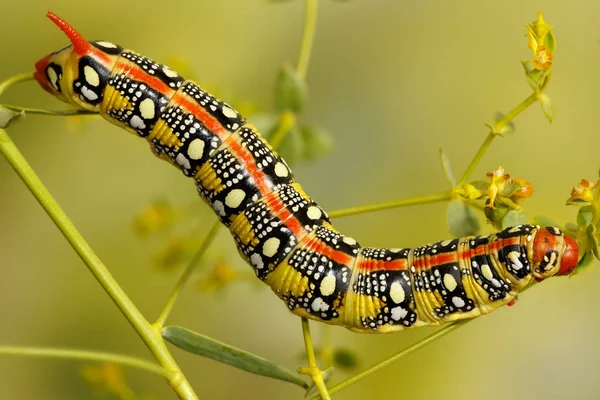 Oruga de cerca de la polilla halcón de purga (Hyles euphorbiae) doblando sobre la planta Euphorbia stepposa. Caterpillar tiene coloración de advertencia —  Fotos de Stock