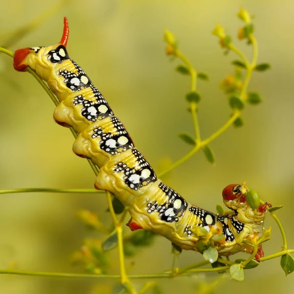 Firma caterpillar zbliżenie z Wilczomlecz Zmrocznik Gładysz (Hyles euphorbiae) zjada rośliny Euphorbia stepposa. Selektywny fokus. Kwadrat skład — Zdjęcie stockowe