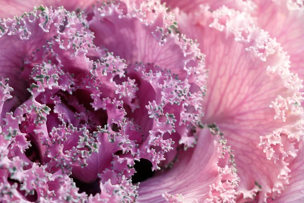 Primeros planos de hojas de col púrpura ornamental et día soleado. Vista superior . —  Fotos de Stock