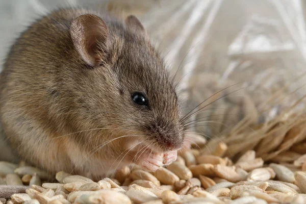 Closeup kleine woelmuis muis gnaws het een graan rogge. Vechten met knaagdieren. — Stockfoto