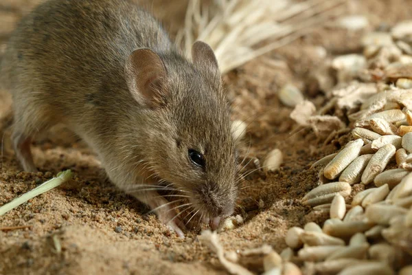 Gros plan petite souris campagnol creuse un trou près de grains de seigle sur le terrain. Lutte contre les rongeurs . — Photo