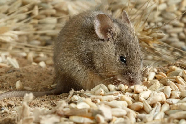 Closeup young mouse gnaws the a grain of rye inside storehouse. Fight with rodents. — Stock Photo, Image