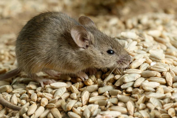 Closeup kleine woelmuis muis loer op stapel van graan rogge in magazijn. — Stockfoto