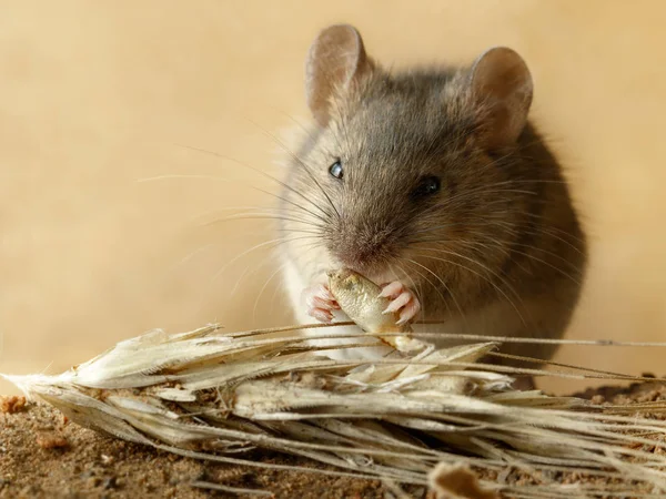 Closeup kleine woelmuis muis eet graan rogge in de buurt van spikelet van rogge op het veld. — Stockfoto