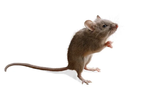 Primer plano pequeño ratón se para en sus patas traseras aisladas sobre fondo blanco — Foto de Stock