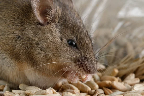 Крупный план маленькая мышь грызет зерно ржи возле упаковки зерна. Внутри склада . — стоковое фото