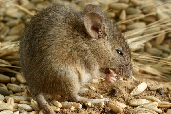 Nahaufnahme Junge Maus nagt am Roggenkorn in Lagerhalle. — Stockfoto