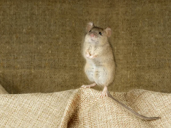 Κινηματογράφηση Πρώτο Πλάνο Ποντίκι Βρίσκεται Στην Οπίσθια Πόδια Μια Μικρή — Φωτογραφία Αρχείου