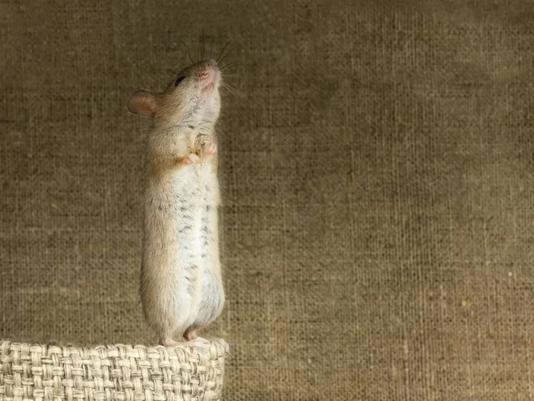 Großaufnahme Steht Die Maus Auf Ihren Hinterpfoten Auf Einer Kleinen — Stockfoto