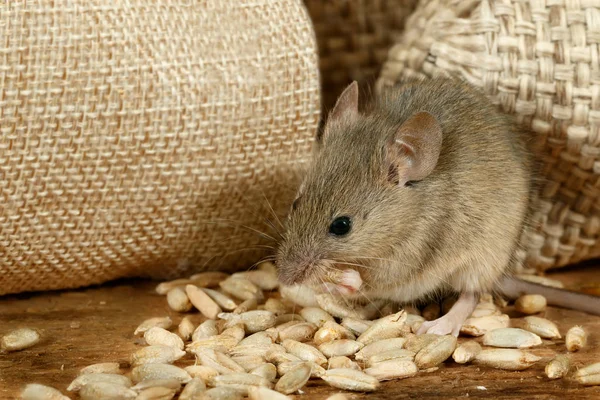 Closeup Mouse Eats Grain Burlap Bags Floor Pantry — Stock Photo, Image