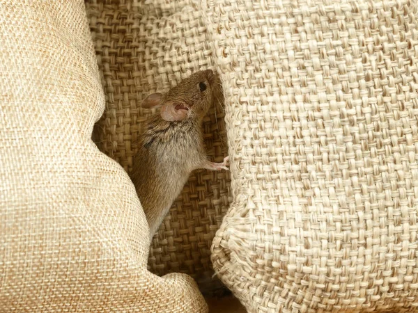 Closeup Vole Mouse Burlap Sacks Warehouse — Stock Photo, Image