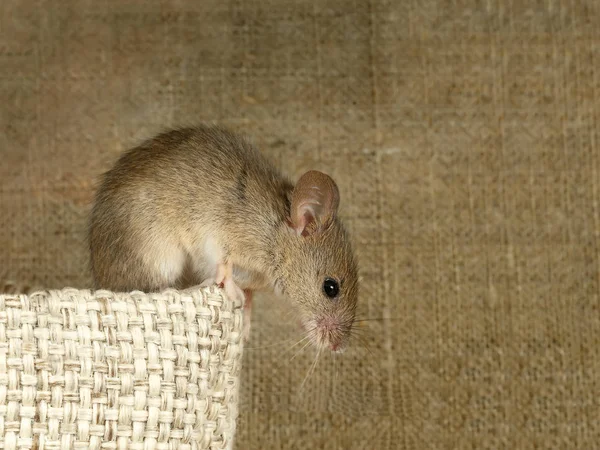 特写田鼠鼠标坐在亚麻袋顶部 并向下看画布的背景 里面仓库与啮齿目动物战斗 — 图库照片