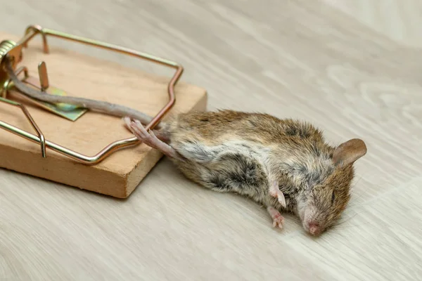 Closeup Dead Mouse Caught Mouse Trap — Stock Photo, Image