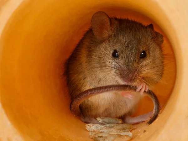 Closeup Field Mouse Holds Tail Looks Camera Hole — Stock Photo, Image