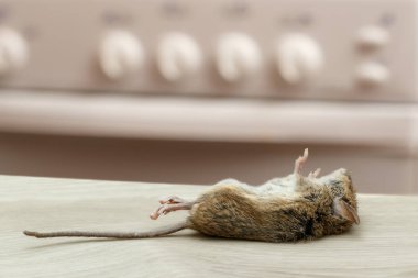 Dead mouse in an apartment kitchen. Inside high-rise buildings. Fight with rodent in the apartment. Extermination. clipart