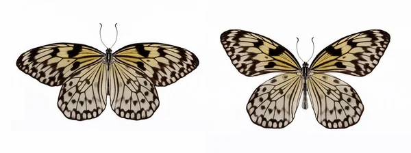 Set Two Beautiful White Tropical Butterflies Idea Leuconoe Isolated White — Stock Photo, Image