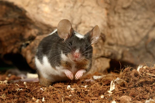 Nahaufnahme Schwarz Weiße Ziermaus Molossinus Steht Der Nähe Von Loch — Stockfoto