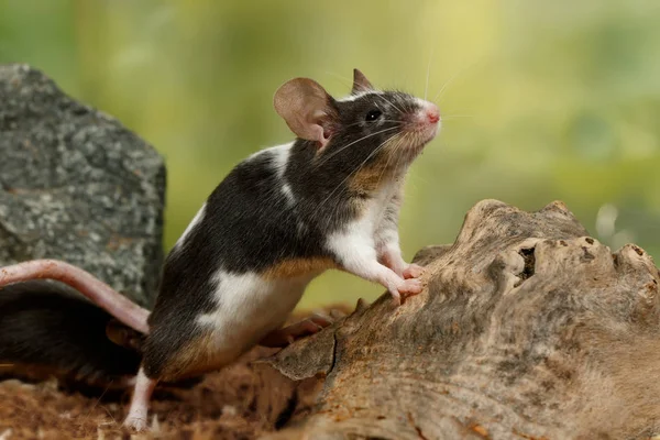 Närbild Svart Och Dekorativa Mus Molossinus Står Baksidan Tassar Och — Stockfoto