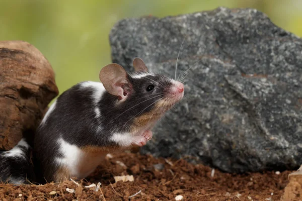 Decoratieve Muis Close Zwart Wit Molossinus Staat Achterkant Van Poten — Stockfoto