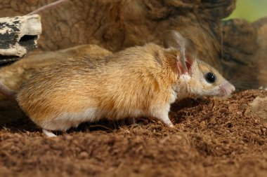 böcekler snags arka plan üzerinde üzerinde closeup genç kadın dikenli faresi (Acomys cahirinus) AVI