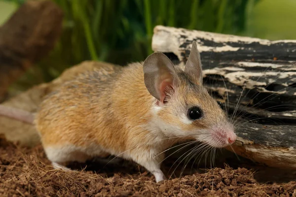 Closeup Spiny Mouse Acomys Cahirinus Stands Snag Sniffs Background Grass — Stock Photo, Image