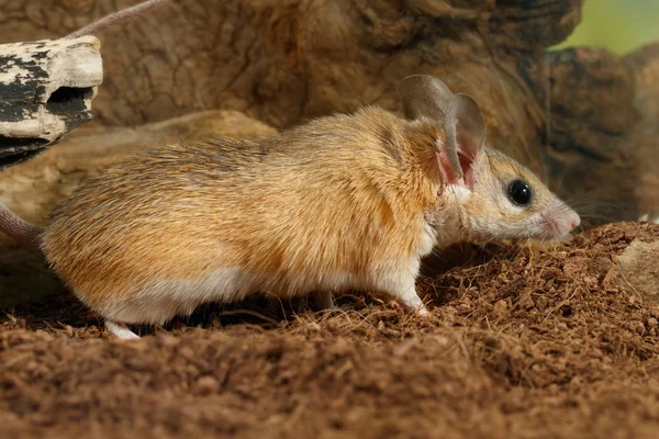 Closeup Young Female Spiny Mouse Acomys Cahirinus Hunts Insects Background — Stock Photo, Image