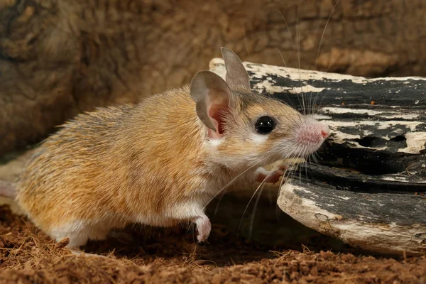 Closeup Young Female Spiny Mouse Acomys Cahirinus Hunts Insect — Stock Photo, Image