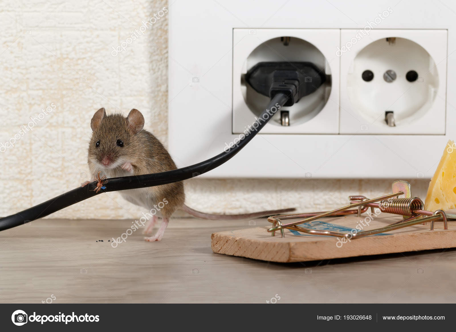 Un Piège à Rat électrique Avec Un Rat à L'intérieur