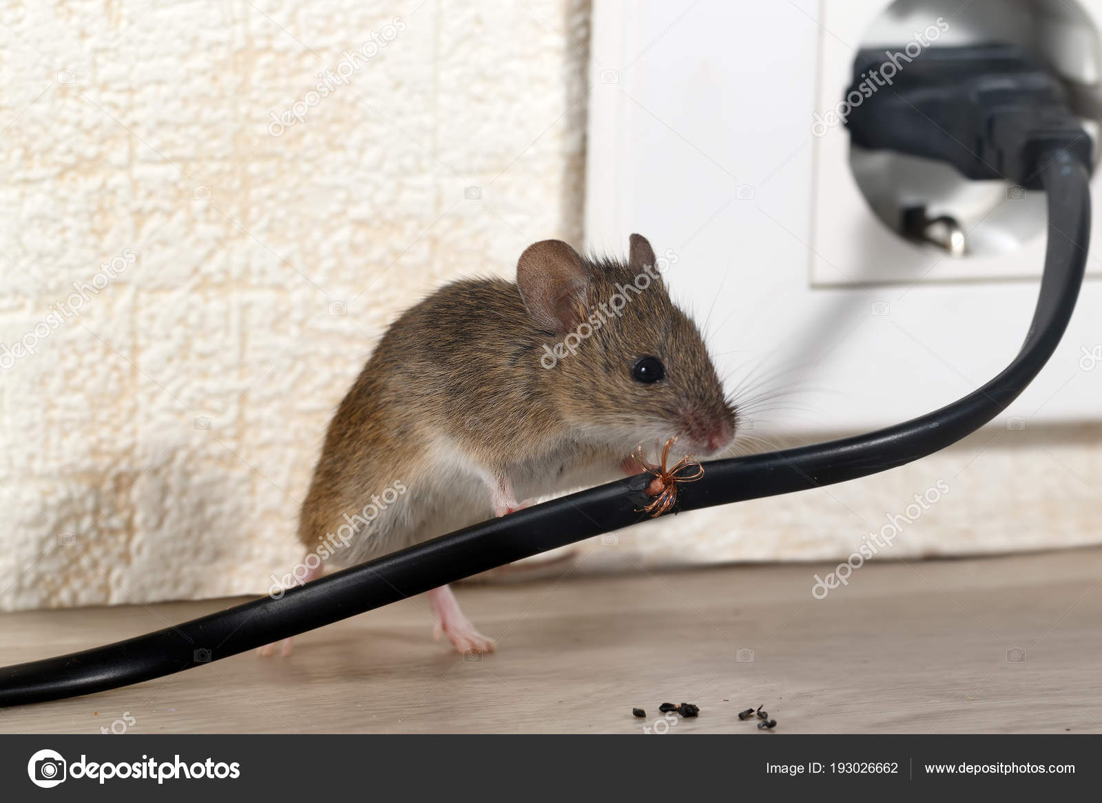 Что умеет мышь. Мышеловка rat&mouse. Мышка кушает. Интересные факты о мышах. Мышь грызун.