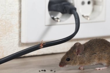Closeup fare yakınındaki bir daire mutfak çiğnenmiş tel duvar ve elektrik prizine arka plan üzerinde oturur. İç yüksek binalar. Daire fareler ile mücadele. İmha. Küçük Dof odak sadece tel için.