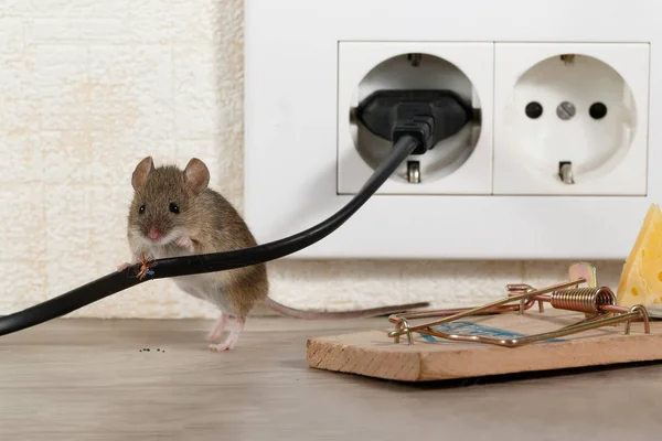 Nahaufnahme Maus Steht Hinter Gekautem Draht Der Nähe Von Mausefalle — Stockfoto