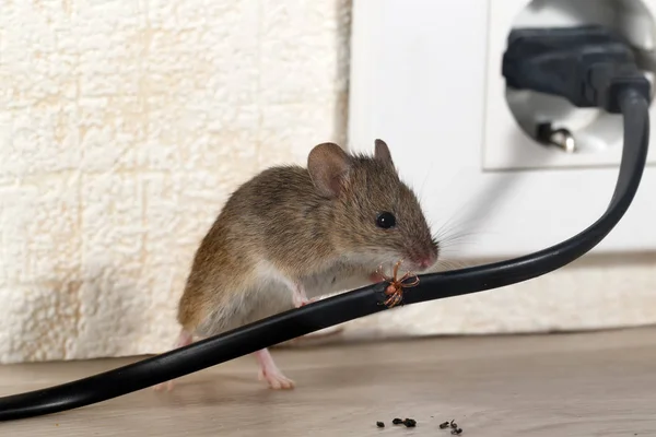 特写鼠标啃线在公寓房子的背景墙和电源插座 高层建筑内部 在公寓里和老鼠打架 小自由度焦点只放在导线上 — 图库照片