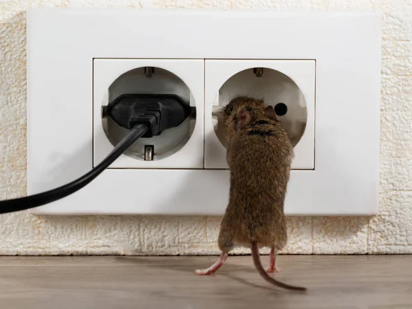 Fechar Mouse Fica Suas Patas Traseiras Sobe Tomada Elétrica Dentro — Fotografia de Stock