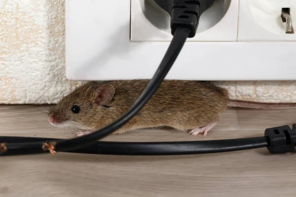 Fechar Mouse Fica Canto Atrás Fio Quebrado Dentro Edifícios Altos — Fotografia de Stock